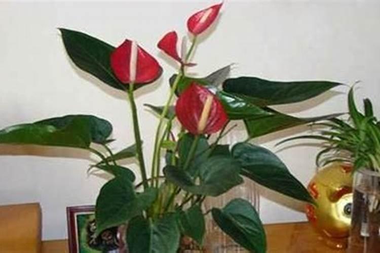 红掌花需要什么肥料,氮磷钾肥缺一不可