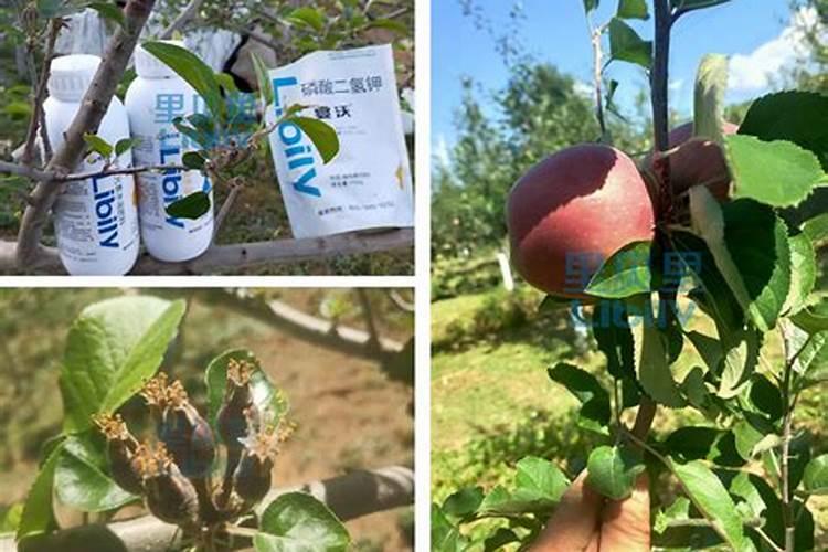 苹果树施肥时间,用什么水溶肥好