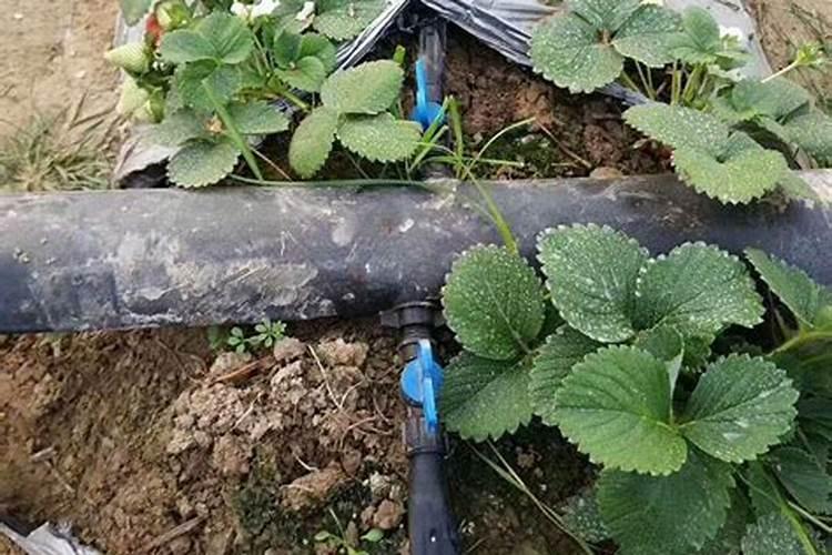 温室大棚草莓种植,种植前后如何管理可以防病促产多结果？