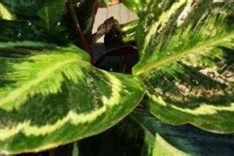 孔雀竹芋施什么肥最好