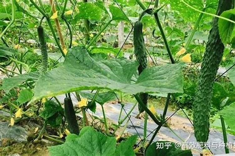 种植蔬菜的方法和步骤
