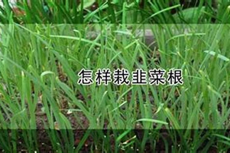 喷什么叶面肥能让韭菜变黑变绿