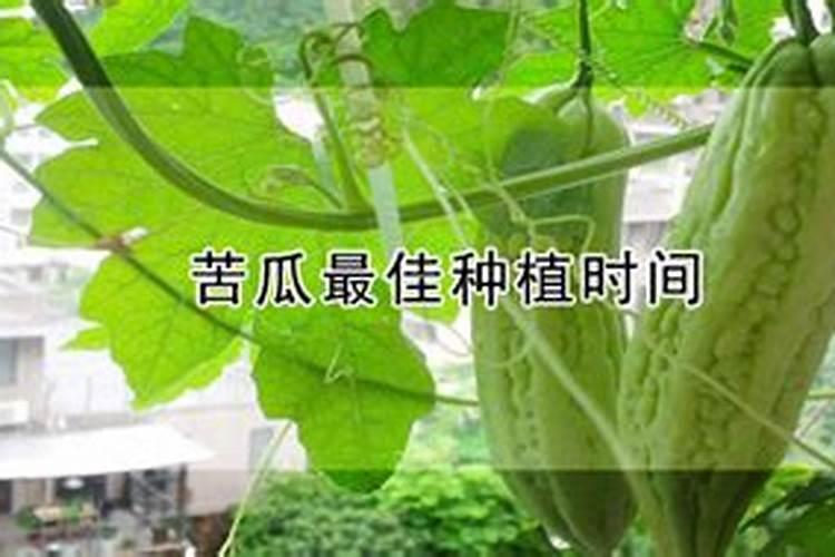 磷钾肥料的有哪些 磷钾肥料有什么