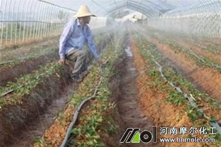 中国钾肥前十名上市公司