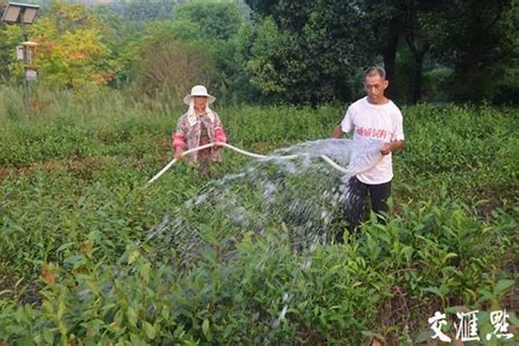 茶树浇水的正确方法？