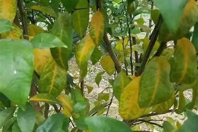 茶花春季浇什么肥料好
