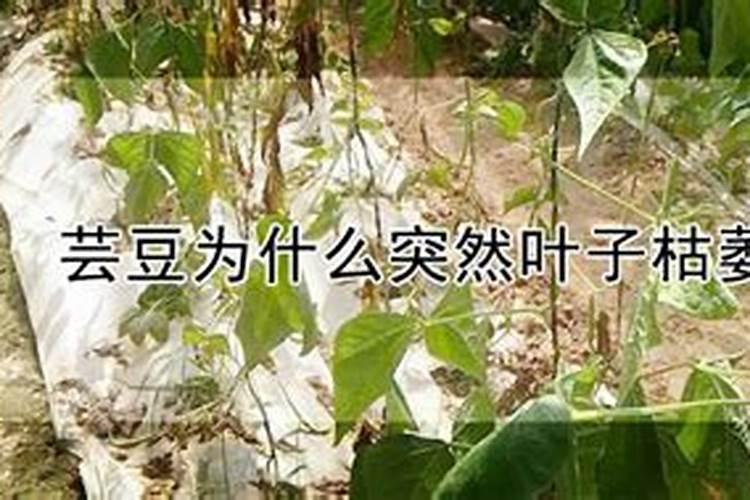请问芸豆现在能打点叶面肥吗？