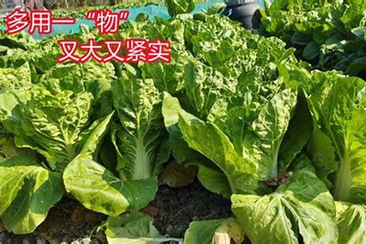 蓝莓施什么肥最好