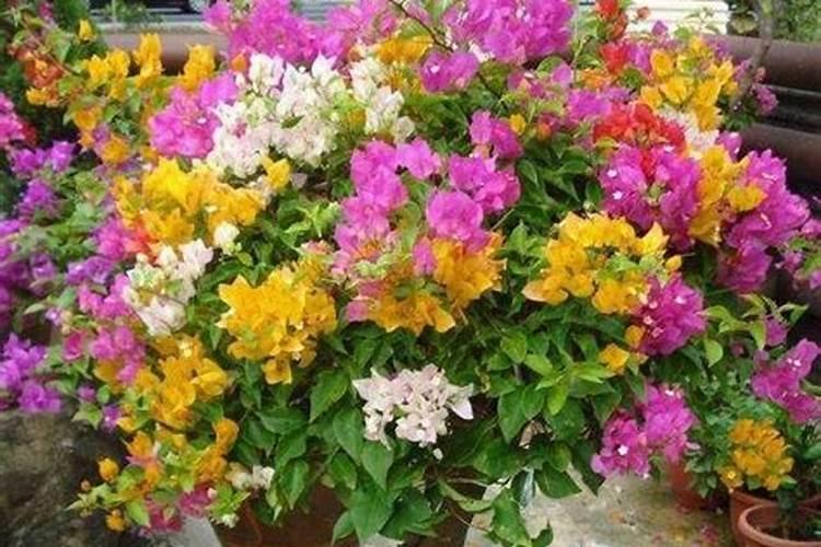 五色梅怎么施肥,花前花后合理施肥花开满盆