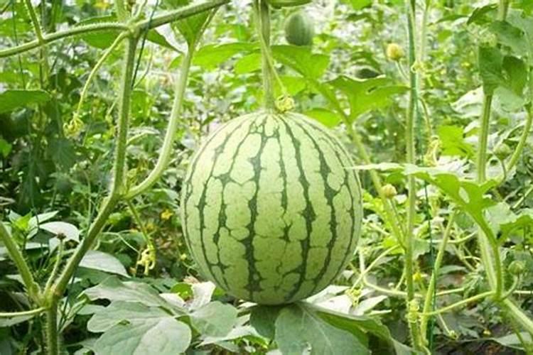 南瓜光开母花不开公花是什么原因？