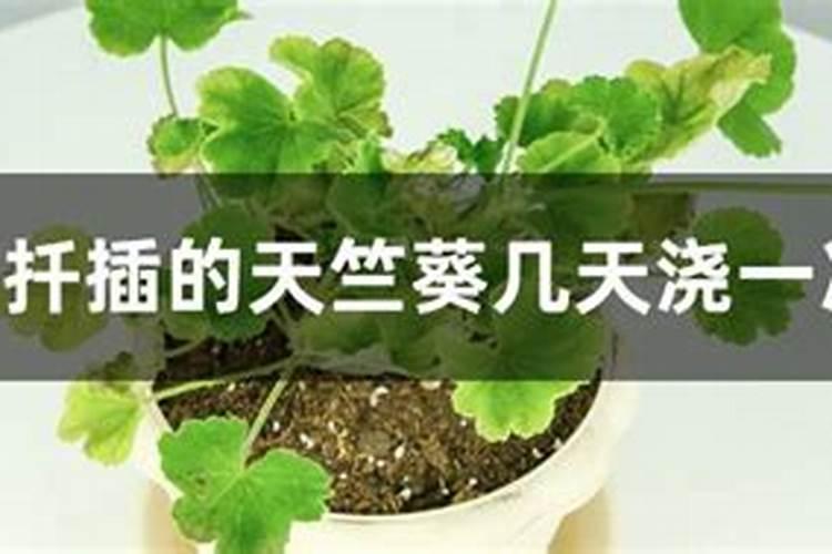 天竺葵扦插多久生根发芽
