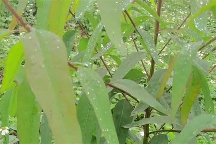 哈密瓜膨果期怎样施肥