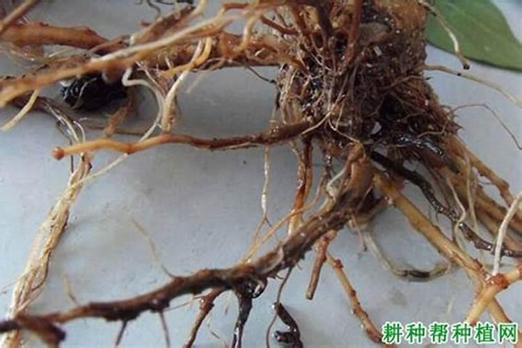 什么肥料促进根系生长