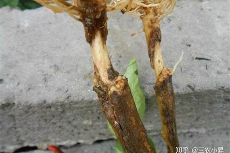 根腐病克星药