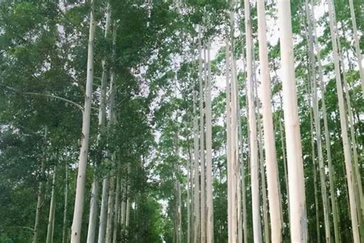 种植桉树底肥放多少