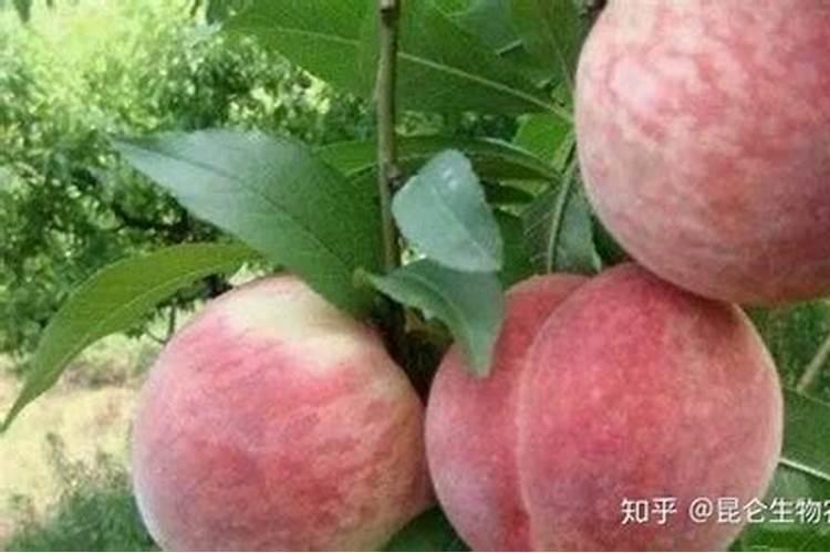 苹果和桃子到了膨大期该施什么化肥？