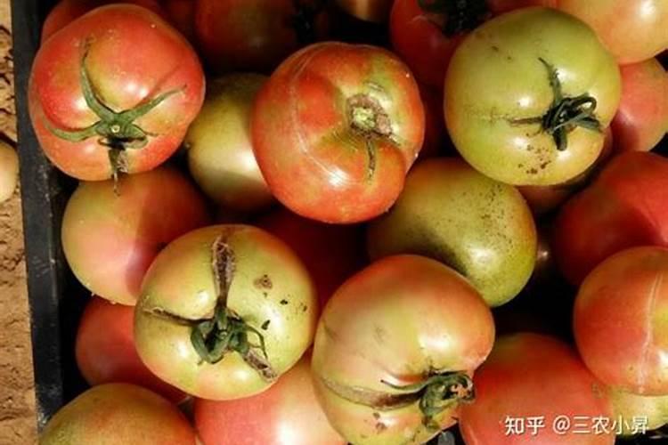 茄子施什么肥最好