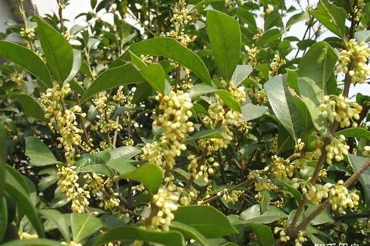 四季桂花用什么肥料最好  四季桂开花时能施肥吗