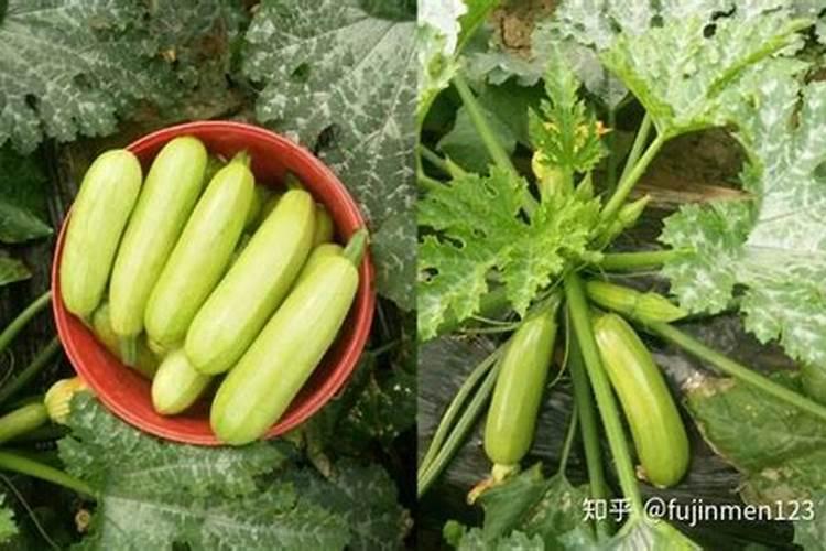 西葫芦施什么肥能高产