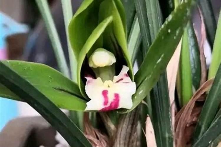 怎么给兰花施肥