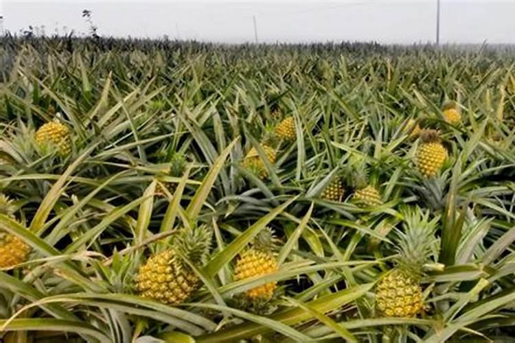 菠萝的施肥方法是什么