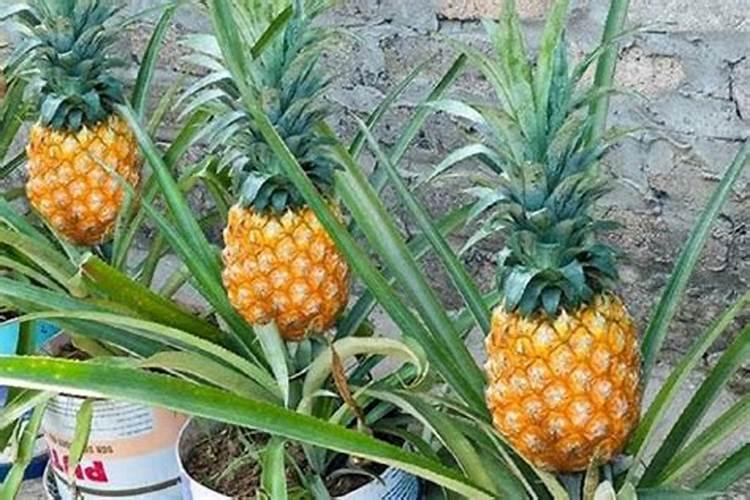 菠萝园施肥,管理技术要点有哪些？