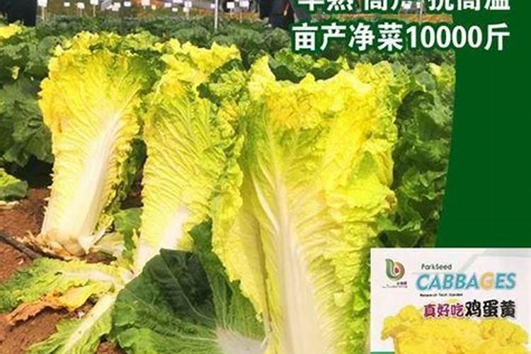 为什么种植油菜要增施硼肥？硼肥有什么作用？