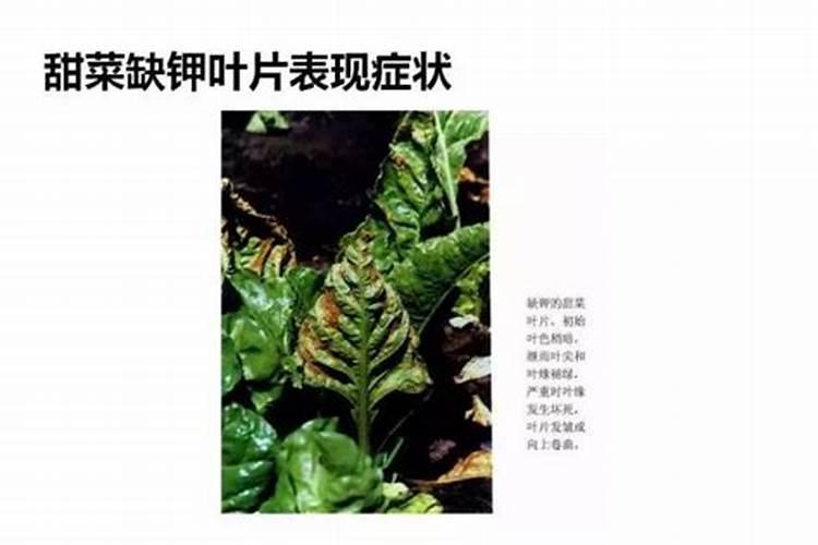 怎么判断作物缺肥？