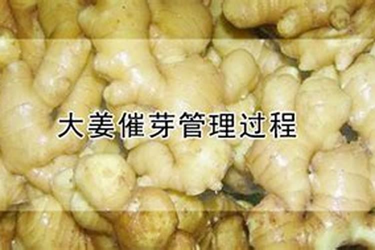 求老师生姜什么时候打控旺药最佳
