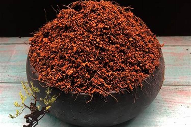 黑骨茶盆景的养殖方法