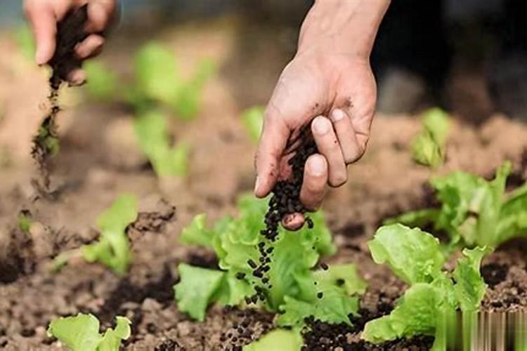 复合肥种菜对人有害吗