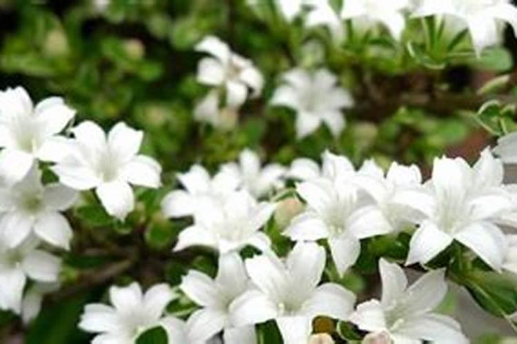 给花施肥什么时间好 什么时间给花施肥好呢