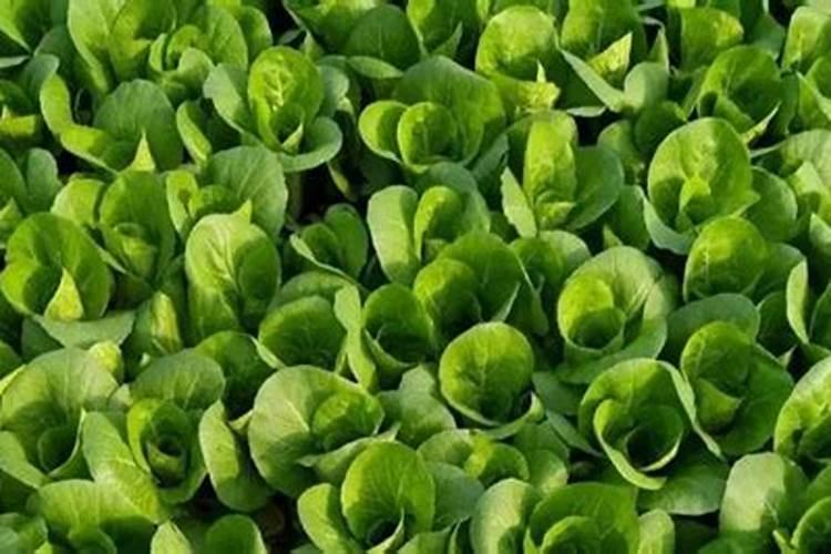 白菜叶面肥的使用方法
