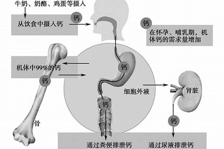 哪种叶面用的钙肥吸收好
