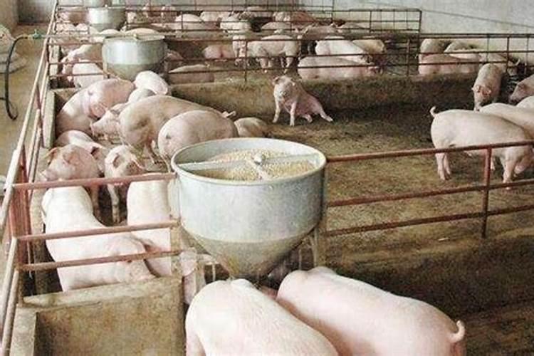 土壤中怎样施用钙肥——石灰和石膏？