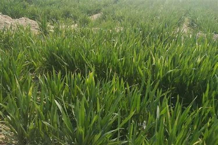 钾肥最适用哪些作物