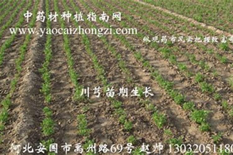 锌肥在玉米上怎样使用