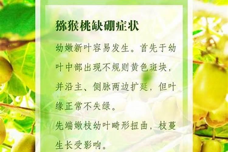 甜菜缺硼有什么症状？