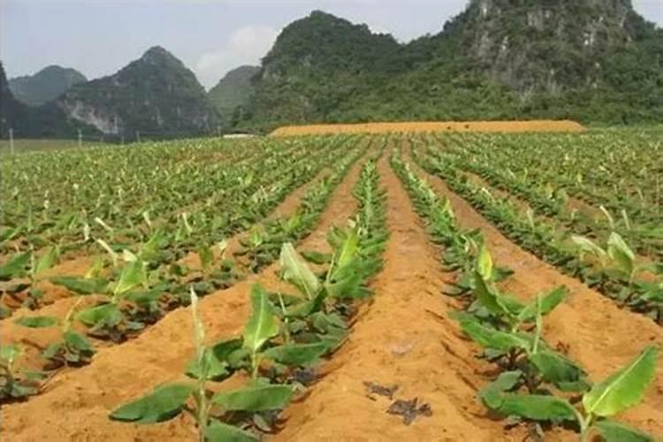 果树水溶肥的使用方法