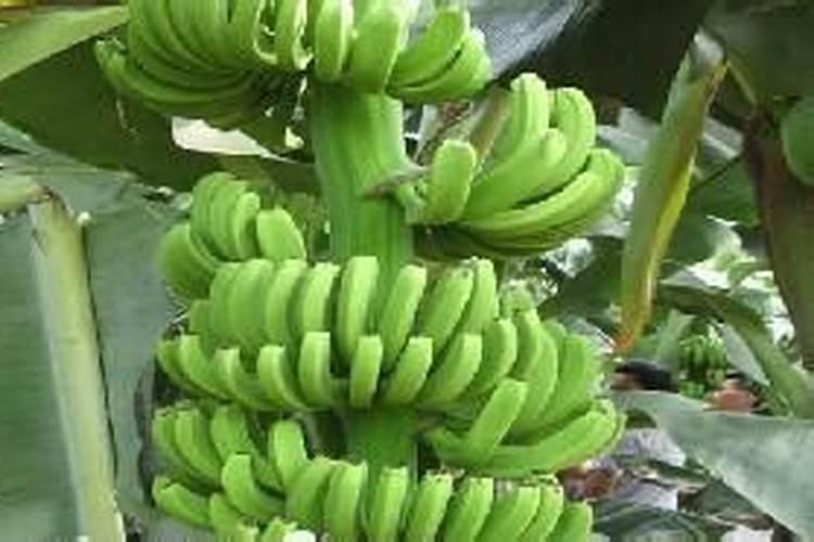 香蕉皮花肥适合哪些花 可以当兰花的肥料吗