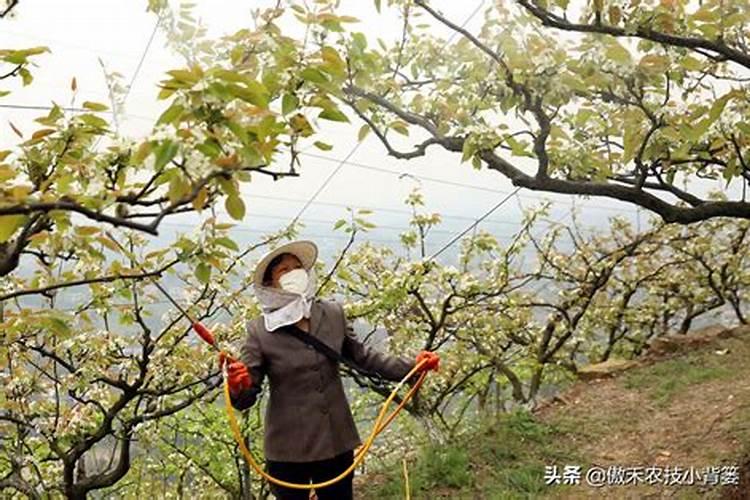 草莓施肥时间和方法