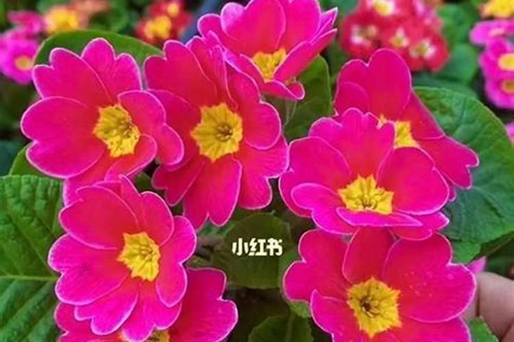报春花什么季节施肥最好