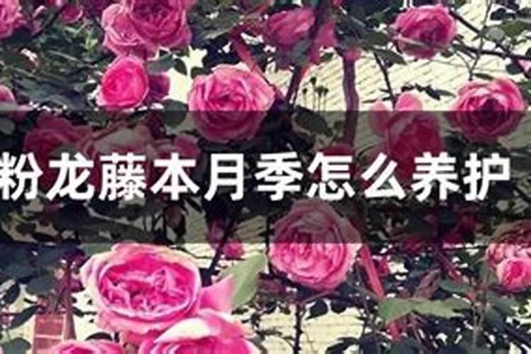 粉龙月季怎么养殖方法