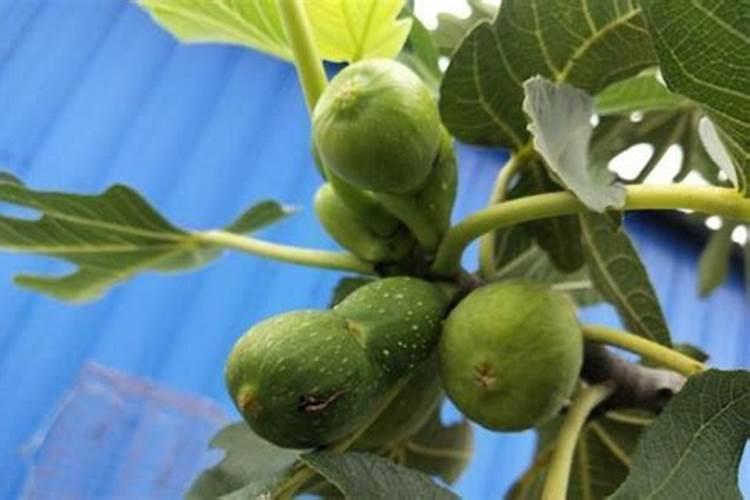 无花果树施什么肥合适