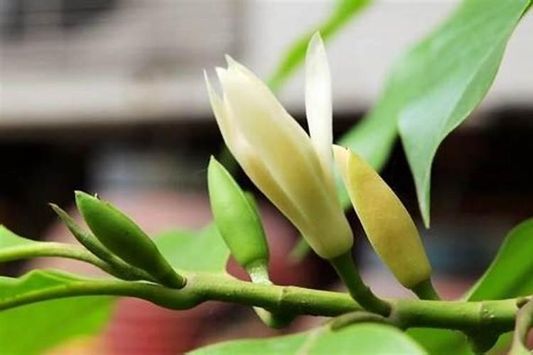 黄桷兰的养殖方法