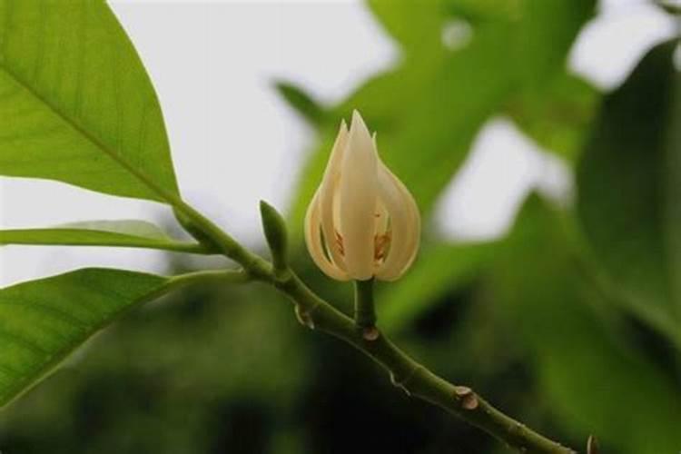 黄葛兰怎么种植和养护(黄桷兰的种植方法讲解)