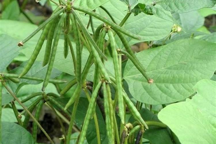 绿豆用什么肥料最好