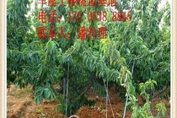 北方果树专用肥配方与施肥目录