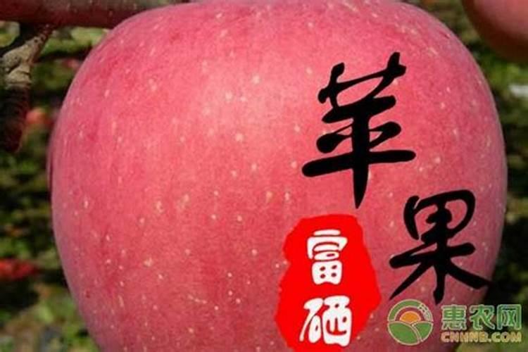 西葫芦如何施肥产量高？