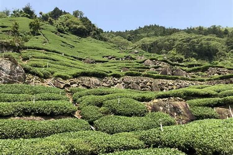 茶花叶尖发生斑块何原因